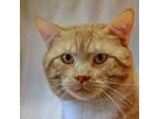 Adopt Aristotle a Orange or Red Domestic Shorthair / Mixed cat in Lander