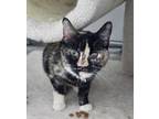 Adopt Daisy May a Tortoiseshell Domestic Shorthair (short coat) cat in Missoula