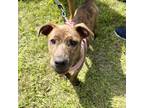 Adopt Elena a Brown/Chocolate Mixed Breed (Medium) / Catahoula Leopard Dog /