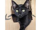 Adopt Batman a All Black Domestic Mediumhair / Mixed cat in Jefferson City