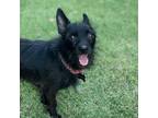 Adopt Gunther a Black Mixed Breed (Small) / Mixed dog in Las Cruces