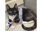 Adopt Opera a Calico or Dilute Calico Domestic Shorthair / Mixed cat in Fort