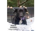 Adopt Noelle a Australian Cattle Dog / Mixed Breed (Medium) / Mixed dog in