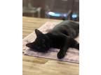 Adopt Rocky Mountain a Domestic Shorthair (short coat) cat in Dallas