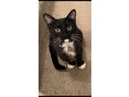 Adopt Pippin a Black & White or Tuxedo Domestic Shorthair / Mixed (short coat)
