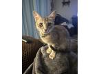 Adopt Merry a Tan or Fawn Tabby Domestic Shorthair / Mixed (short coat) cat in