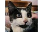 Adopt Kayak a Turkish Van cat in Knoxville, TN (38839243)
