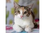 Adopt Queso a Calico or Dilute Calico Domestic Shorthair / Mixed cat in San