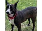 Adopt Addy a Brindle Australian Terrier / Mixed dog in Buffalo, NY (38838571)