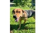 Adopt Purdina a Black Mixed Breed (Large) / Mixed dog in Chamblee, GA (38823972)