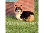 Pembroke Welsh Corgi Puppy for sale in Wingate, NC, USA