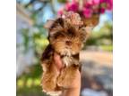 Yorkshire Terrier Puppy for sale in Danville, CA, USA