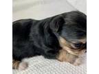 Chihuahua Puppy for sale in Los Fresnos, TX, USA