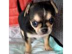 Chihuahua Puppy for sale in Los Fresnos, TX, USA