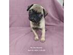 Pug Puppy for sale in Mount Olive, NC, USA