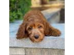 Goldendoodle Puppy for sale in Wolcott, IN, USA