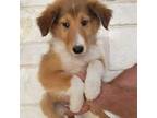 Cavapoo Puppy for sale in Fredericksburg, TX, USA