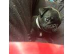Pug Puppy for sale in Bloomington, IL, USA