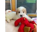 Shih-Poo Puppy for sale in San Francisco, CA, USA