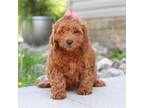 Miniature Labradoodle Puppy for sale in Sugarcreek, OH, USA