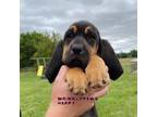 Bloodhound Puppy for sale in Findlay, OH, USA