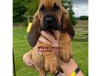 Bloodhound Puppy for sale in Findlay, OH, USA