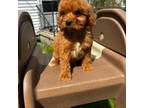 Cavapoo Puppy for sale in Warren, MI, USA