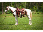 Flashy & Unique Sorrel & White Spotted Saddle Gelding, Trail Rides Quietly