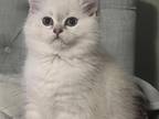 White British Shorthair Kittens