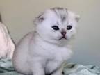 Lolas Kitten 1