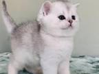 Lolas Kitten 2