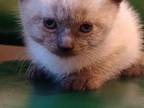 Male Seal Point Siamese Kittens