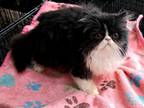 C F A Registered Black Bicolorpersian Kittens