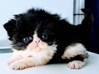 C F A Registered Black Bicolorpersian Kittens