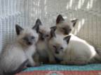 My Siamese Kittens