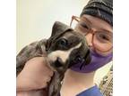 Graduate of the Vet Tech Institute of Pittsburgh! Experienced animal caregiver