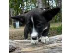 Cardigan Welsh Corgi Puppy for sale in Grants Pass, OR, USA