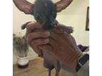 Chihuahua Puppy for sale in Chandler, OK, USA