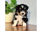 Miniature Australian Shepherd Puppy for sale in Bly, OR, USA