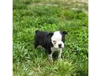 Boston Terrier Puppy for sale in Seymour, MO, USA