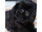 Brussels Griffon Puppy for sale in Lombard, IL, USA