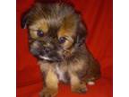 Yorkshire Terrier Puppy for sale in Wedgefield, SC, USA