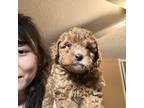 Mutt Puppy for sale in Livermore, CA, USA