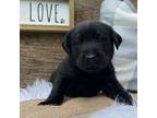 Labrador Retriever Puppy for sale in Chireno, TX, USA