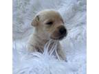 Labrador Retriever Puppy for sale in Chireno, TX, USA