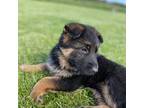 German Shepherd Dog Puppy for sale in Manitowoc, WI, USA