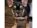 French Bulldog Puppy for sale in Harvey, IL, USA