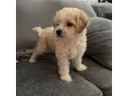 Bichon Frise Puppy for sale in Brooklyn, NY, USA