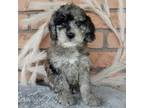 Miniature Labradoodle Puppy for sale in Millersburg, OH, USA