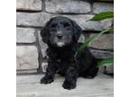 Miniature Labradoodle Puppy for sale in Millersburg, OH, USA